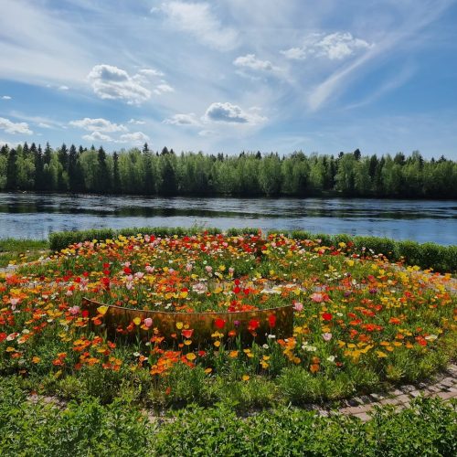 Kukkaniitty järven rannalla. Kuvassa on vihreä ja musta väri. Mukana myös ulkona, pilvi, taivas.