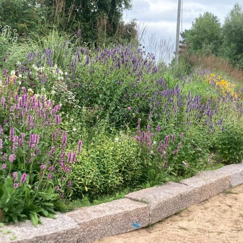 Puutarha, jossa on violetteja kukkia. Kuvassa on vihreitä värejä. Mukana myös ulkona, puu, pensas.