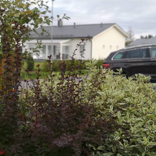 Auto pysäköity ajotielle. Kuvassa on valkoinen ja musta sekä harmaa värit. Mukana myös ulkona, puu, ajoneuvo.