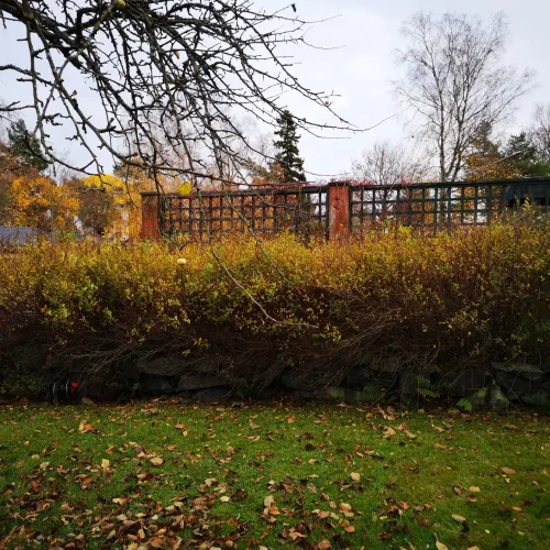 Puutarhanäkymä, jossa on pudonneiden lehtien peittämä ruohoalue. Tiheiden keltaisten ja ruskeiden pensaiden peittämä kivimuuri muodostaa rajan. Seinän yläpuolella on puinen säleikkö ja harvat puut, joissa on paljaita oksia pilvisen taivaan alla.