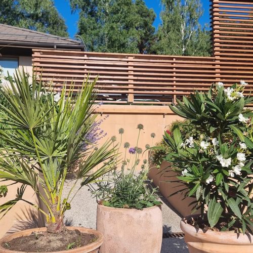 Ryhmä ruukkukasveja ulkona. Kuvassa on ruskeat värit. Sisältää kasvi- ja ruukkukasveja. Mukana myös kukkaruukku, huonekasvi, ulkona.