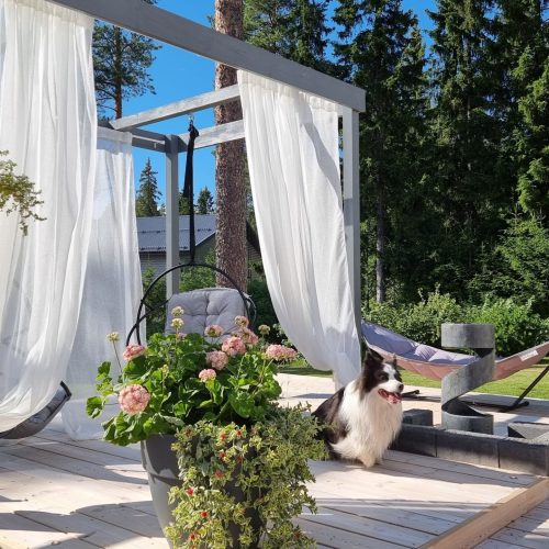 Koira istuu patiolla. Kuvassa on harmaa ja valkoinen sekä musta väri. Sisältää nisäkkäitä, tuoleja ja kasveja. Mukana myös ulkona, puu, kukka.