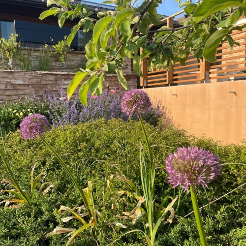 Puutarha, jossa on violetteja kukkia. Sisältää kasveja ja kukkia. Mukana myös ulkona, puu, taivas.