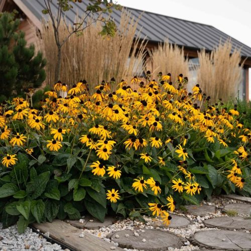 Puutarha, jossa on keltaisia kukkia. Kuvassa on harmaat ja mustavalkoiset värit. Mukana myös ulkona, kasvi, taivas.