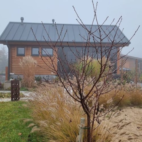 Puu rakennuksen edessä. Kuvassa on valkoisia värejä. Huoneessa on myös ulkona, taivas, ruoho.