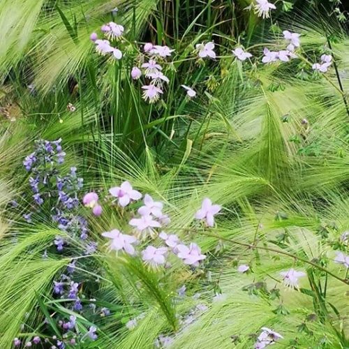 Ryhmä kukkia. Kuvassa on vihreitä värejä. Mukana myös kasvi, ruoho, ulkona.