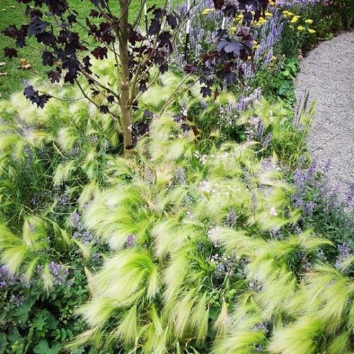 Lähikuva kasvista. Kuvassa on vihreitä värejä. Mukana myös ulkona, maanpeite, pensas.