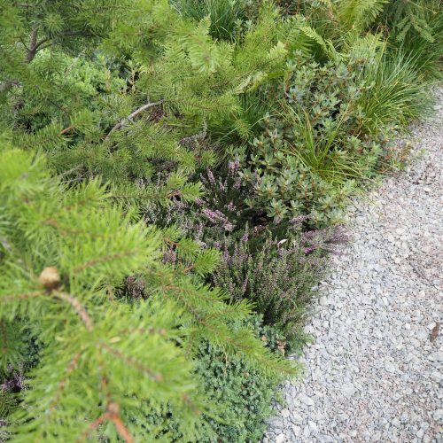 Lähikuva joistakin kasveista. Kuvassa on vihreitä värejä. Mukana myös ulkona, puu, havupuu.