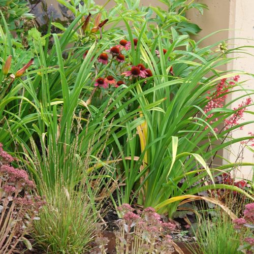 Istutuslaatikko kukilla. Kuvassa on vihreitä värejä. Huoneessa on myös ulkona, maanpeite, kasvitieteellinen puutarha.