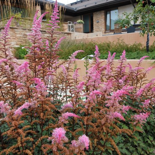 Ryhmä vaaleanpunaisia kukkia. Kuvassa on ruskeat värit. Sisältää myös ulkona, rakennuksen, puun.