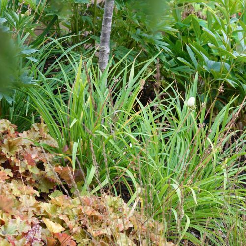 Lähikuva ruohosta. Kuvassa on vihreitä värejä. Sisältää myös ulko-, maakasvin, putkilokasvin.