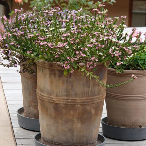 Ruukkukasvi pöydällä. Kuvassa on harmaa ja valkoinen sekä ruskea väri. Mukana myös huonekasvi, kukkaruukku, rakennus.