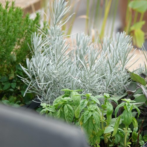 Kasvi ruukussa. Kuvassa on harmaa ja vihreä ja valkoinen väri. Huoneessa on myös puutarha, yrtti, huonekasvi.