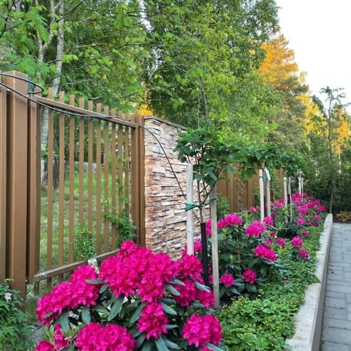 Puutarha, jossa on aita ja kukkia. Kuvassa on vihreitä värejä. Mukana myös ulkona, puu, yksivuotinen kasvi.